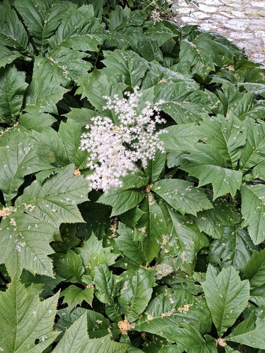 Rodgersia podophylla, photograph 2