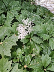 Rodgersia podophylla, photograph (c) MJDapifer, some rights reserved (CC BY)