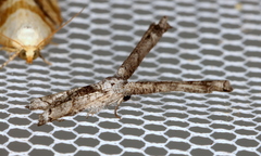 Phazaca interrupta