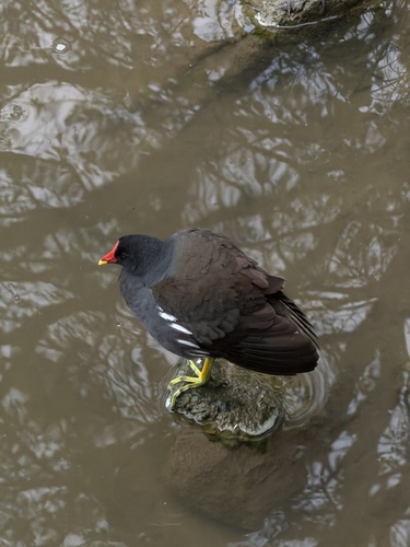 iNaturalist image