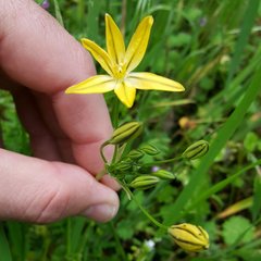 Triteleia ixioides scabra