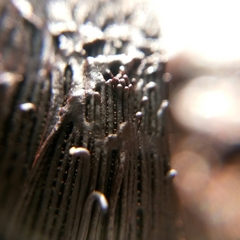 Stemonitis