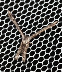 Phazaca interrupta