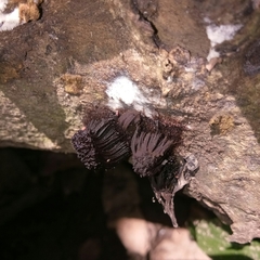 Stemonitis