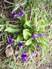 Viola ambigua