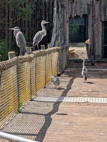 iNaturalist image