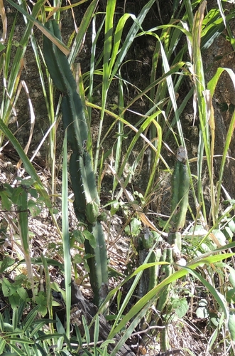 Pilosocereus brasiliensis, photograph 6