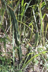 Pilosocereus brasiliensis, photograph (c) Paulo Nogueira, some rights reserved (CC BY)