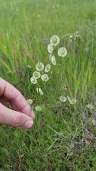 Thysanocarpus radians