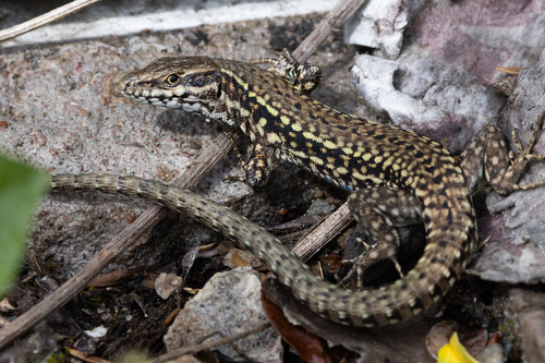 Common Wall Lizard
