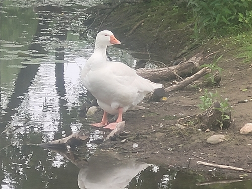 iNaturalist image