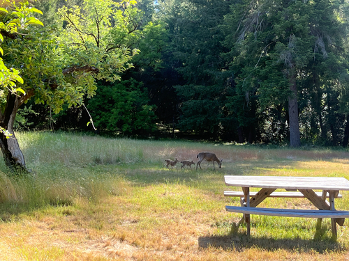 iNaturalist observation photo of Mule Deer