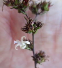Wahlenbergia rubens