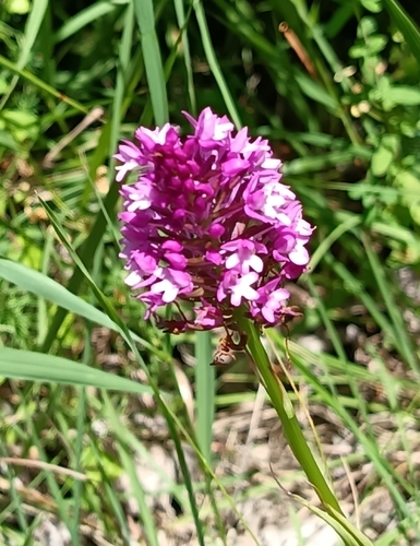 pyramidal orchid