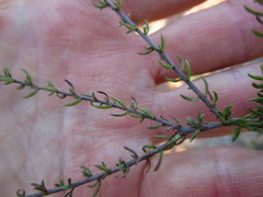 Wahlenbergia rubens