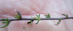 Wahlenbergia rubens