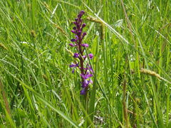 Anacamptis palustris