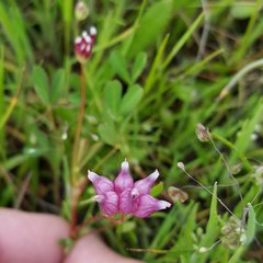 Trifolium depauperatum