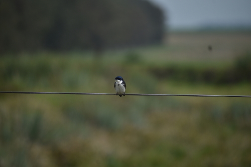 Blue-and-white Swallow