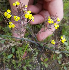 Pink Owl's Clover (Triphysaria eriantha)