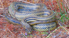 Elaphe quatuorlineata