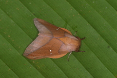 Syssphinx colla