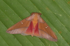 Syssphinx colla