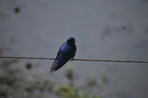 Gray-breasted Martin
