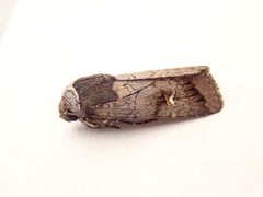 Proteuxoa restituta