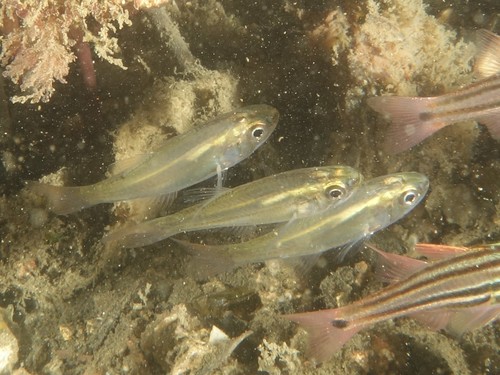Pinkbelly siphonfish (Siphamia roseigaster) — Apogonidae — 4