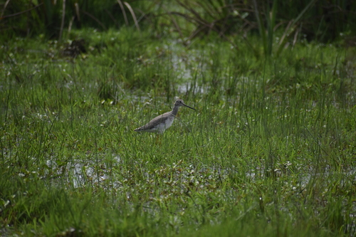 Greater Yellowlegs