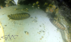 Chitonoidea