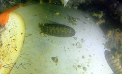 Chitonoidea