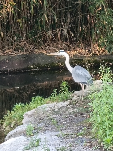 iNaturalist image