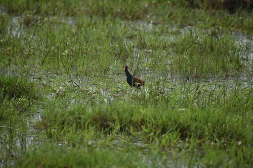 Wattled Jacana