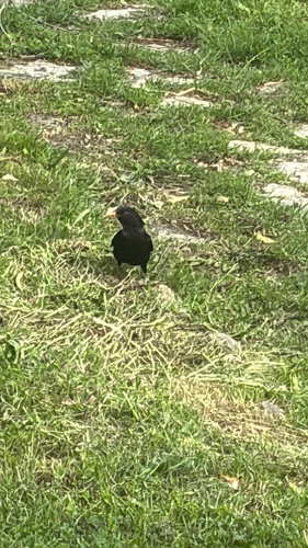 Eurasian Blackbird