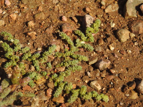 Herniaria algarvica (Herniaria algarvica)