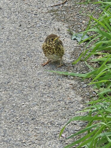 Song Thrush