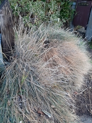 Festuca coxii