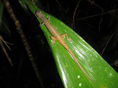 Saproscincus basiliscus