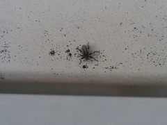 Ceutorhynchus typhae