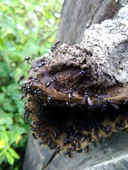 Lestrimelitta niitkib