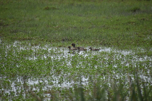 Yellow-billed Teal