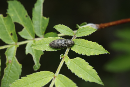 chequered click beetle, 7951 Staphorst, Nederland, photo 7 of 10