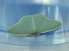 Chlorocoma melocrossa