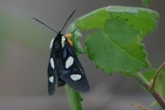 Androloma disparata