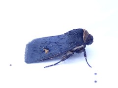 Proteuxoa cinereicollis