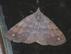Ophyx eurrhoa