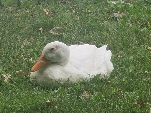 iNaturalist: (c) Demetrius, some rights reserved (CC BY-NC), uploaded by Demetrius iNaturalist image