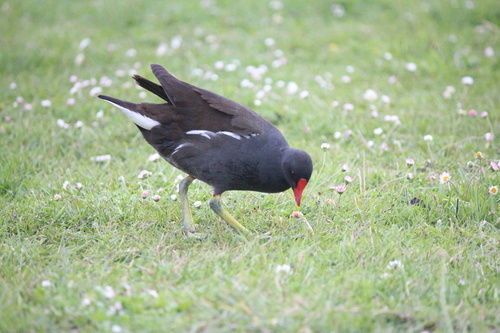 iNaturalist image